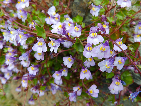 Ivy-leaved toadflax - Cymbalaria muralis Ancient garden in Iona Nunnery, Iona Island, Scotland.  Cymbalaria muralis,Geotagged,Ivy-leaved toadflax,Spring,United Kingdom