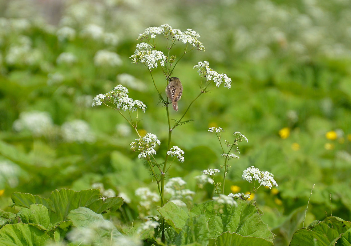Sedge Warbler - Acrocephalus schoenobaenus Iona Abbey, Iona Island, Scotland.  Acrocephalus schoenobaenus,Geotagged,Sedge Warbler,Spring,United Kingdom