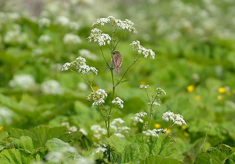Sedge Warbler - Acrocephalus schoenobaenus Iona Abbey, Iona Island, Scotland.  Acrocephalus schoenobaenus,Geotagged,Sedge Warbler,Spring,United Kingdom