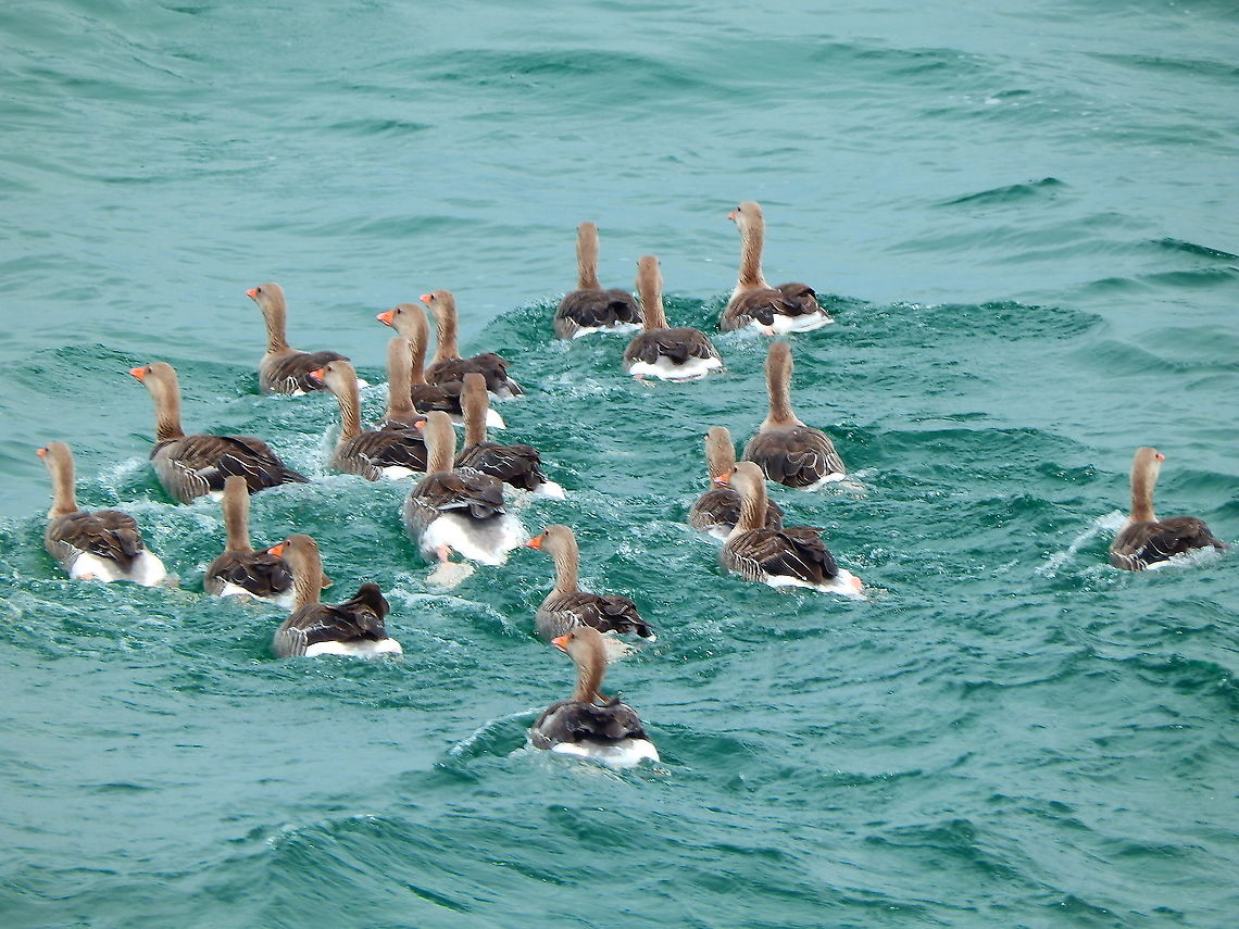 Greylag Geese - Anser anser Seen in the sea between Iona and Mull Islands, Scotland. Anser anser,Geotagged,Greylag goose,Spring,United Kingdom