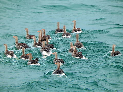 Greylag Geese - Anser anser Seen in the sea between Iona and Mull Islands, Scotland. Anser anser,Geotagged,Greylag goose,Spring,United Kingdom