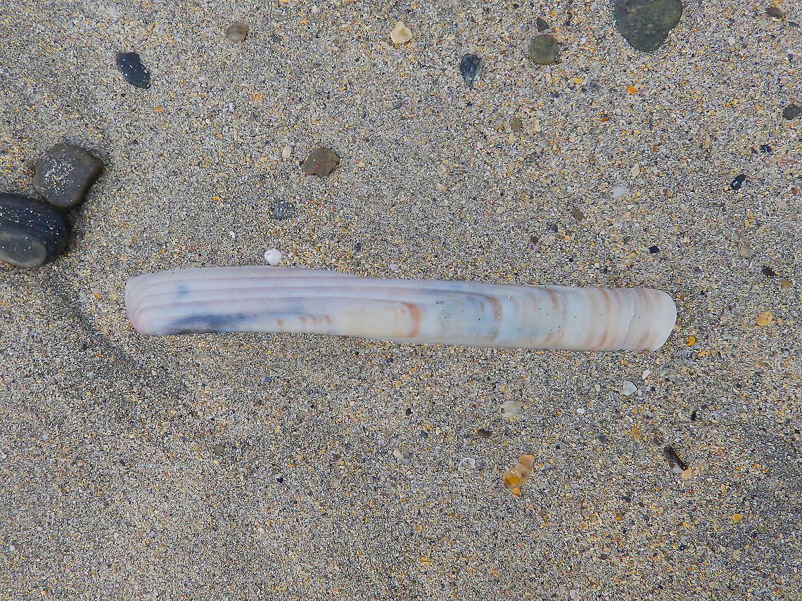 Atlantic jackknife clam - Ensis leei  Sen in tombolo sandbar to St Nnian&#039;s Island (Shetland&#039;s, Scotland) Atlantic jackknife clam,Ensis leei,Geotagged,Spring,United Kingdom