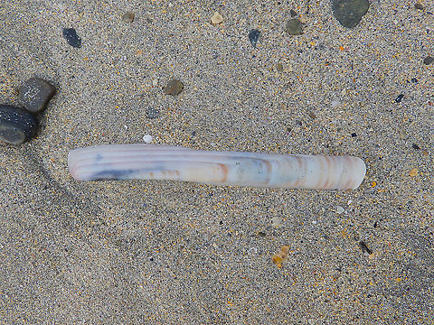 Atlantic jackknife clam - Ensis leei  Sen in tombolo sandbar to St Nnian's Island (Shetland's, Scotland) Atlantic jackknife clam,Ensis leei,Geotagged,Spring,United Kingdom