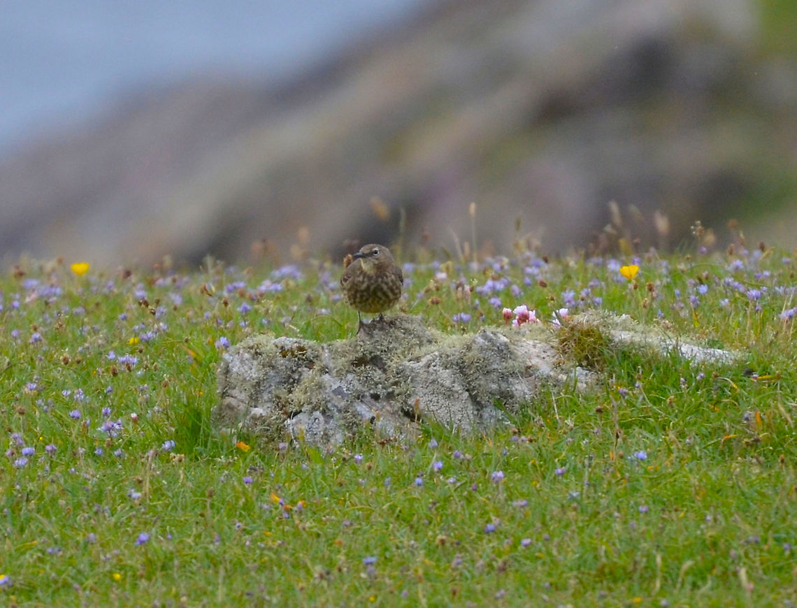 Eurasian rock pipit - Anthus petrosus St Ninian&#039;s Island (Shetland&#039;s, Scotland). Anthus petrosus,Eurasian rock pipit,Geotagged,Spring,United Kingdom