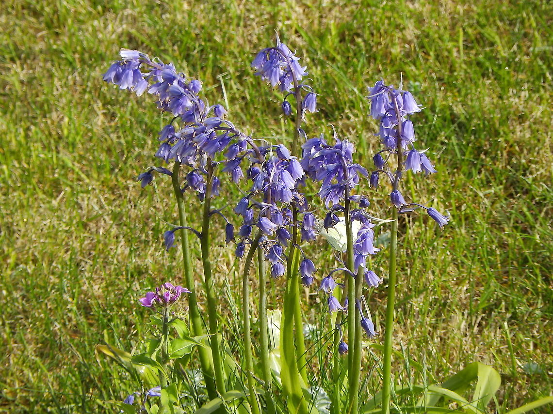 Hyacinthoides non-scripta Sumburgh Head (Shetland&#039;s, Scotland). Geotagged,Hyacinthoides non-scripta,Spring,United Kingdom