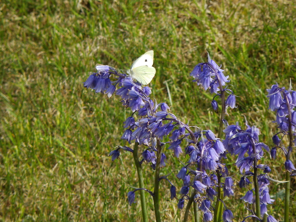 Large white - Pieris brassicae Sumburgh Head (Shetland&#039;s, Scotland).  Geotagged,Large white,Pieris brassicae,Spring,United Kingdom