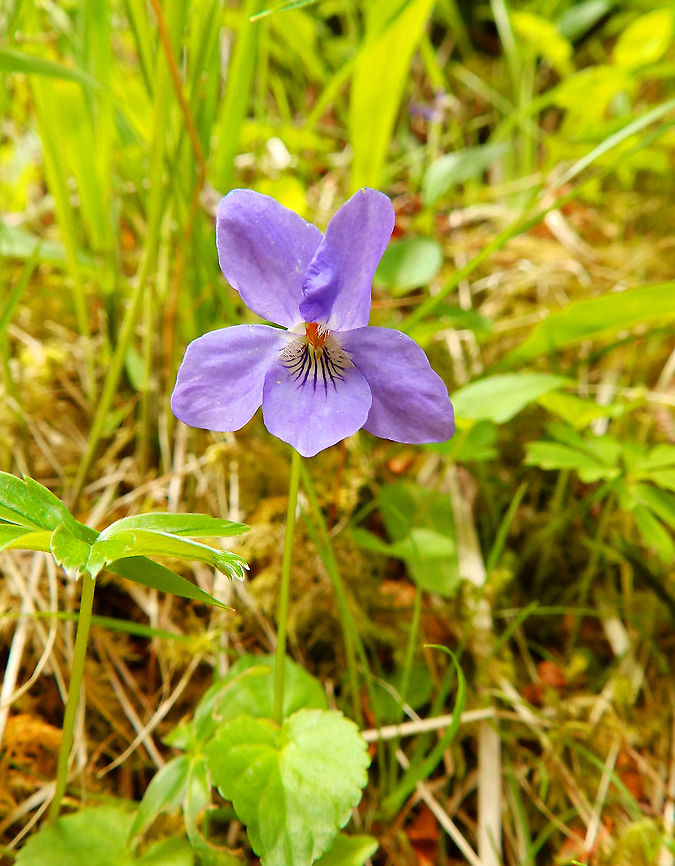 Viola palustris Glencoe mountains, Scotland.<br />
Confirmed with species list here:<br />
<a href="https://www.glencoewood.com/index.php/glencoe-wood/species-list/" rel="nofollow">https://www.glencoewood.com/index.php/glencoe-wood/species-list/</a><br />
<br />
I have deleted previous posting with lower quality pciture and wrong species. Still not 100 % sure this is the correct one, correct me if I am wrong :-) Geotagged,Spring,United Kingdom,Viola  palustris,Viola palustris