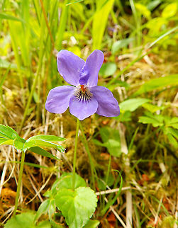 Viola palustris Glencoe mountains, Scotland.
Confirmed with species list here:
https://www.glencoewood.com/index.php/glencoe-wood/species-list/

I have deleted previous posting with lower quality pciture and wrong species. Still not 100 % sure this is the correct one, correct me if I am wrong :-) Geotagged,Spring,United Kingdom,Viola  palustris,Viola palustris