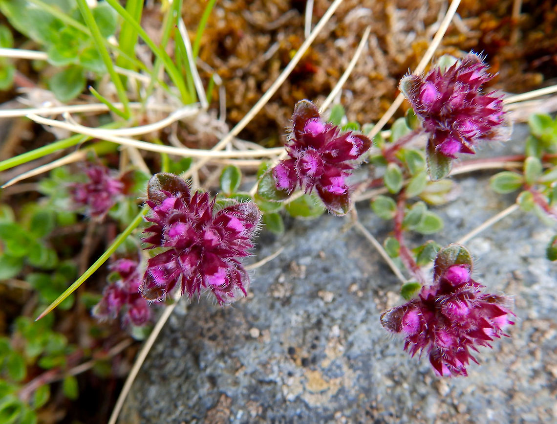 Creeping thyme - Thymus serpyllum Glencoe mountains, Scotland. Geotagged,Spring,Thymus serpyllum,United Kingdom