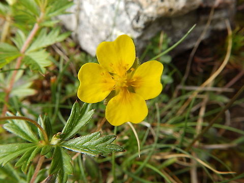 Tormentil - Potentilla erecta Glencoe mountains, Scotland.  Geotagged,Potentilla erecta,Spring,Tormentil,United Kingdom