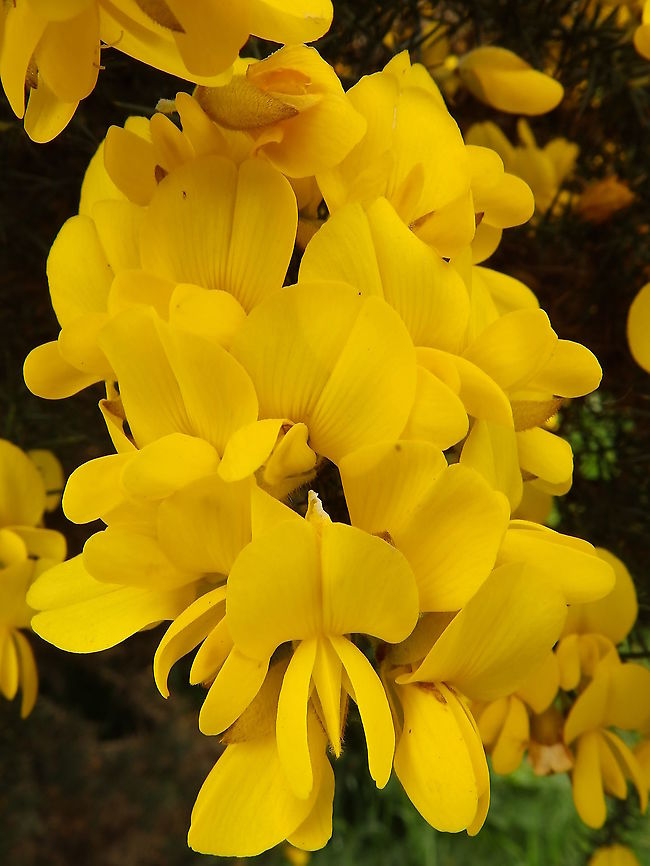 Common Gorse - Ulex europaeus Abundant in the surroundings of Urquhart Castle, Ness Lake, Scotland. Common Gorse,Geotagged,Spring,Ulex europaeus,United Kingdom
