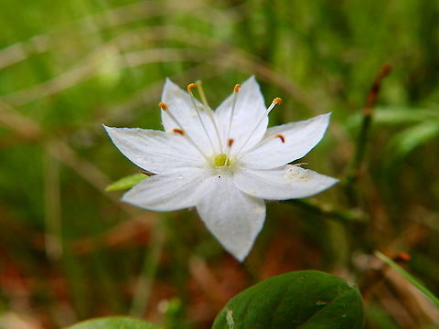 Chickweed-wintergreen  - Lysimachia europaea Corrimony Cairn area, Scotland. Geotagged,Lysimachia europaea,Spring,United Kingdom