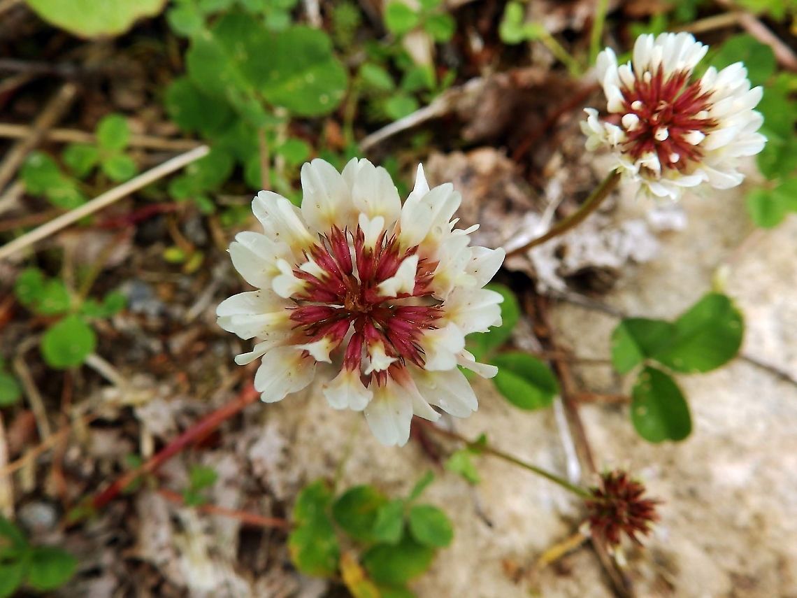 White clover - Trifolium repens Corrimony Cairn area, Scotland.    Geotagged,Spring,Trifolium repens,United Kingdom,White clover