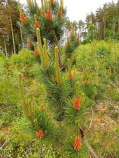 Scots Pine - Pinus sylvestris Corrimony Cairn area, Scotland.  Geotagged,Pinus sylvestris,Scots Pine,Spring,United Kingdom