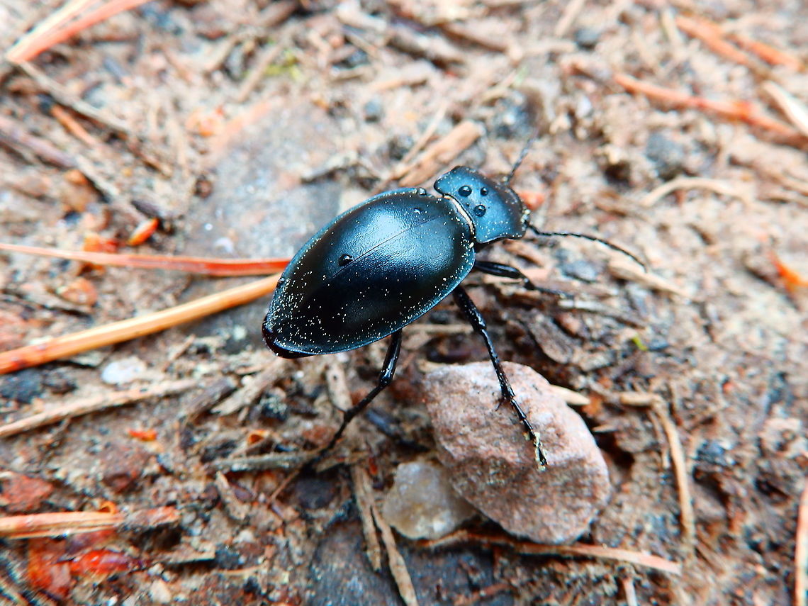 Ground Bettle Carabus glabratus Corrimony Cairn area, Scotland. <br />
<a href="https://www.ukbeetles.co.uk/carabus-glabratus" rel="nofollow">https://www.ukbeetles.co.uk/carabus-glabratus</a><br />
<a href="https://community.rspb.org.uk/ourwork/b/scotland/posts/deadwood-is-good-wood" rel="nofollow">https://community.rspb.org.uk/ourwork/b/scotland/posts/deadwood-is-good-wood</a> Carabus glabratus,Geotagged,Spring,United Kingdom