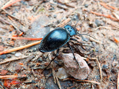 Ground Bettle Carabus glabratus Corrimony Cairn area, Scotland. 
https://www.ukbeetles.co.uk/carabus-glabratus
https://community.rspb.org.uk/ourwork/b/scotland/posts/deadwood-is-good-wood Carabus glabratus,Geotagged,Spring,United Kingdom