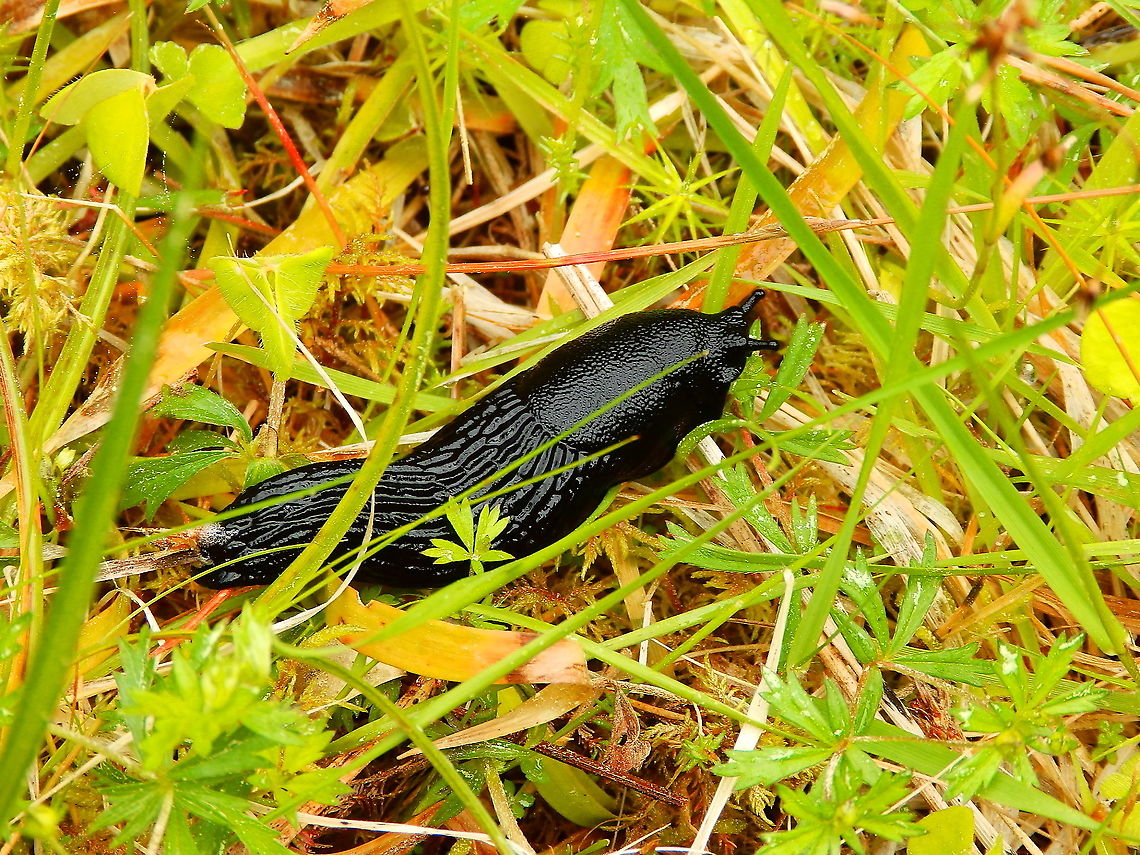 Black slug - Arion ater Corrimony Cairn area, Scotland.  Arion ater,Black slug,Geotagged,Spring,United Kingdom