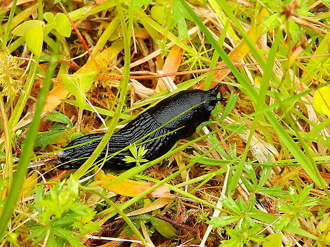 Black slug - Arion ater Corrimony Cairn area, Scotland.  Arion ater,Black slug,Geotagged,Spring,United Kingdom