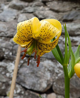 Pyrenean lily  - Lilium pyrenaicum Found in a garden of the Loch Ness Exhibition Center, Scotland. Geotagged,Lilium pyrenaicum,Pyrenean lily,Spring,United Kingdom