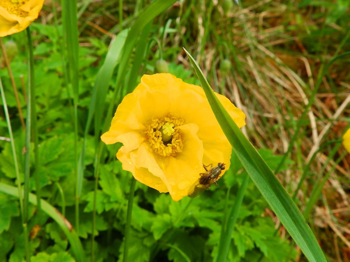 Welsh poppy - Papaver cambrica Near Corrimony Cairn, Scotland. Geotagged,Papaver cambricum,Spring,United Kingdom,Welsh poppy