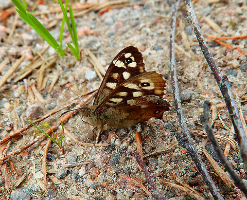 Speckled Wood - Pararge aegeria Near Corrimony Cairn, Scotland.  Geotagged,Pararge aegeria,Speckled Wood,Spring,United Kingdom