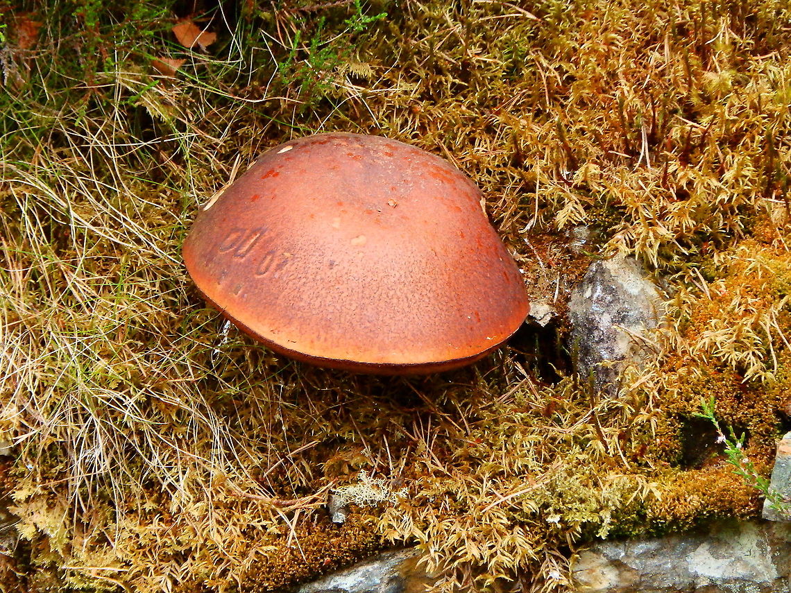 Slippery jack - Suillus luteus ID suggestions higly welcome.<br />
Found ina woodland area near Corrimony Cairn, Scotland.<br />
It was as big as my 36 foot!<br />
ID with app and confirmed by location. Geotagged,Slippery jack,Spring,Suillus luteus,United Kingdom