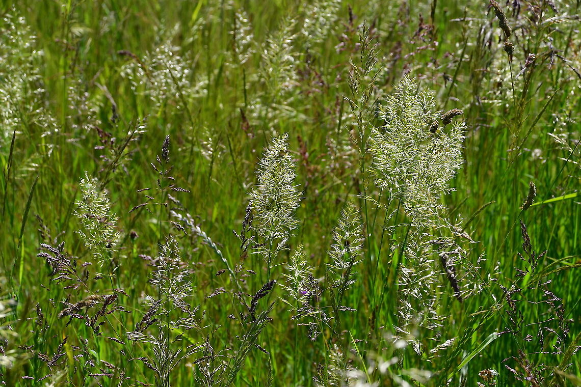 Trisetum flavescens It is the fluffy grasses in the picture.<br />
Seen last June in Maastricht, Sint Pietersberg. Geotagged,Netherlands,Spring,Trisetum flavescens