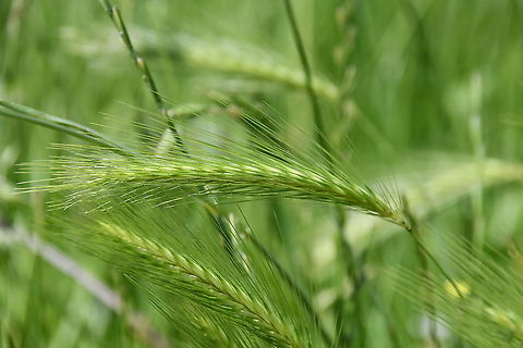 Wall Barley - Hordeum murinum Seen last June in Maastricht, Sint Pietersberg.  Geotagged,Hordeum murinum,Netherlands,Spring,Wall barley