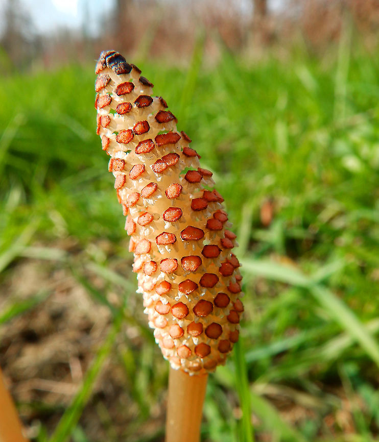 Equisetum arvense Roadside pastures, between St Joris-Weert and Nethen, Belgium. Belgium,Equisetum arvense,Field horsetail,Geotagged,Spring