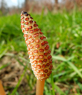 Equisetum arvense Roadside pastures, between St Joris-Weert and Nethen, Belgium. Belgium,Equisetum arvense,Field horsetail,Geotagged,Spring