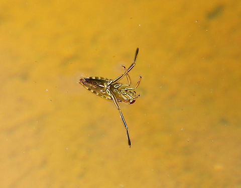 Notonecta glauca Seen in a small pond in St Pietersberg, Maastricht, Holland. Geotagged,Netherlands,Notonecta glauca,Spring
