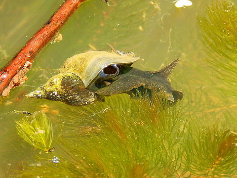 Great Pond Snail - Lymnaea stagnalis Seen in a small pond in St Pietersberg, Maastricht, Holland.  Geotagged,Great Pond Snail,Lymnaea stagnalis,Netherlands,Spring
