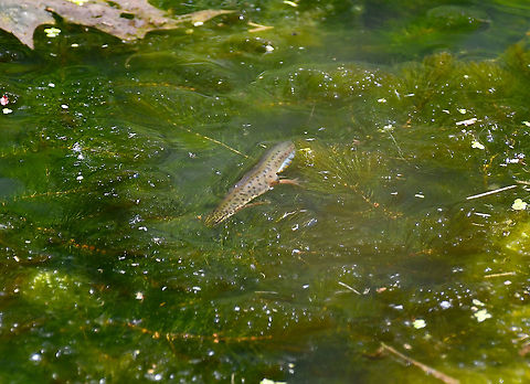 Smooth Newt - Triturus vulgaris Seen in a small pond in St Pietersberg, Maastricht, Holland.  Geotagged,Lissotriton vulgaris,Netherlands,Smooth Newt,Spring