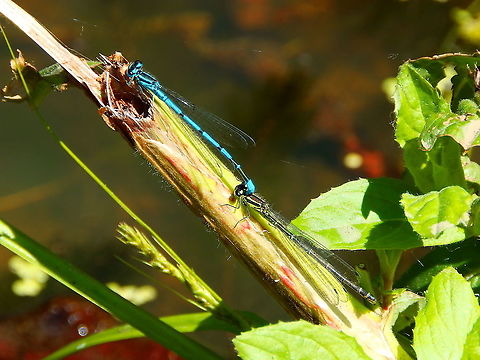 Azure Damselfly - Coenagrion puella Seen in a small pond in St Pietersberg, Maastricht, Holland.  Azure Damselfly,Coenagrion puella,Geotagged,Netherlands,Spring
