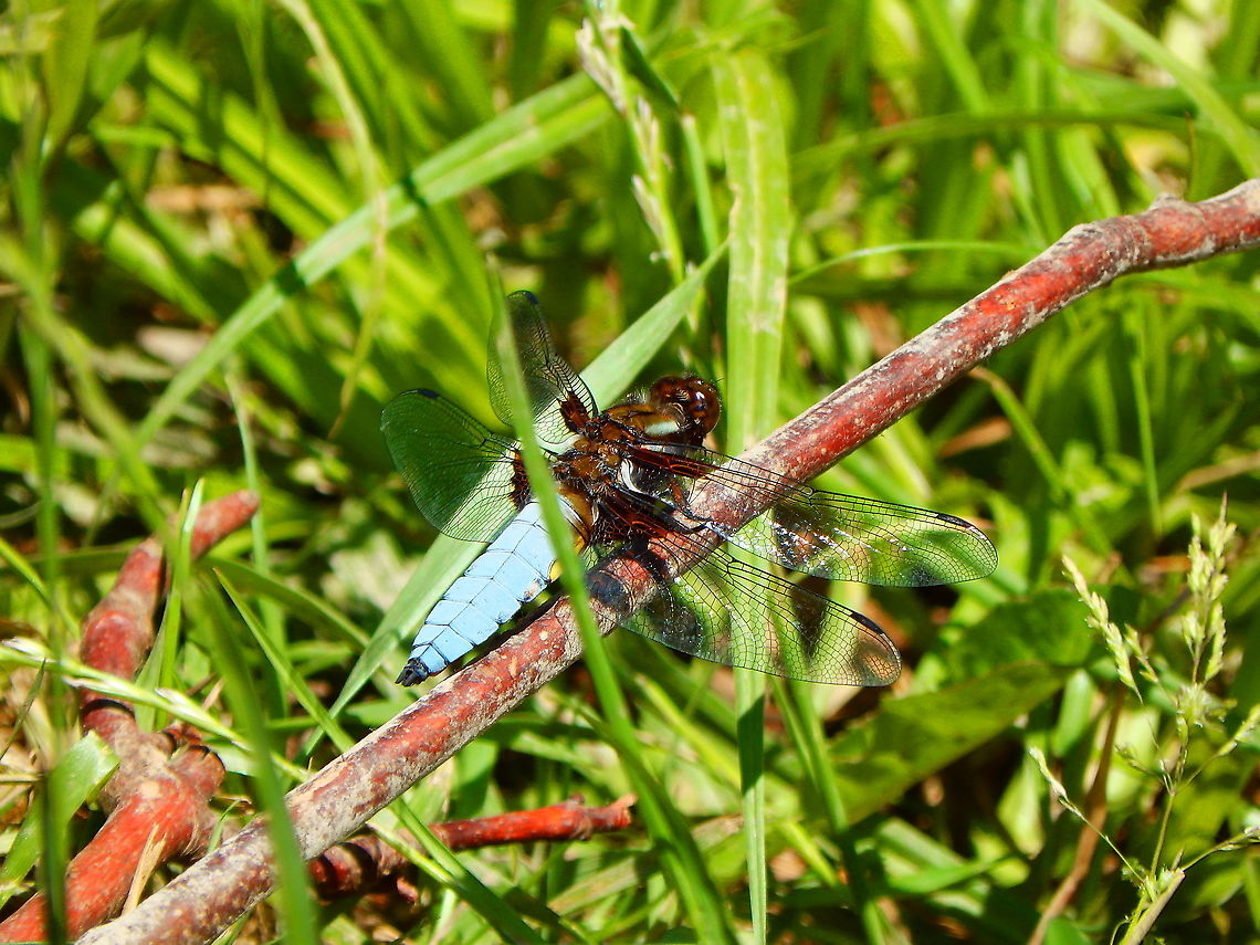 Broad-bodied chaser - Libellula depressa Seen in a small pond in St Pietersberg, Maastricht, Holland.  Broad-bodied chaser,Geotagged,Libellula depressa,Netherlands,Spring
