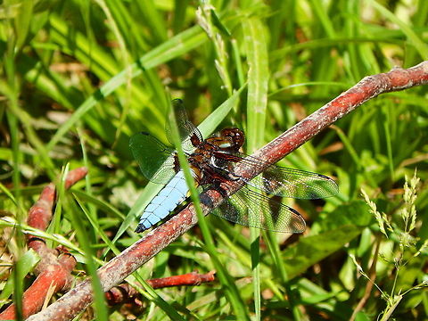 Broad-bodied chaser - Libellula depressa Seen in a small pond in St Pietersberg, Maastricht, Holland.  Broad-bodied chaser,Geotagged,Libellula depressa,Netherlands,Spring