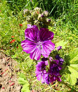 Common Mallow - Malva sylvestris Seen in a small pond in St Pietersberg, Maastricht, Holland.  Common Mallow,Geotagged,Malva sylvestris,Netherlands,Spring