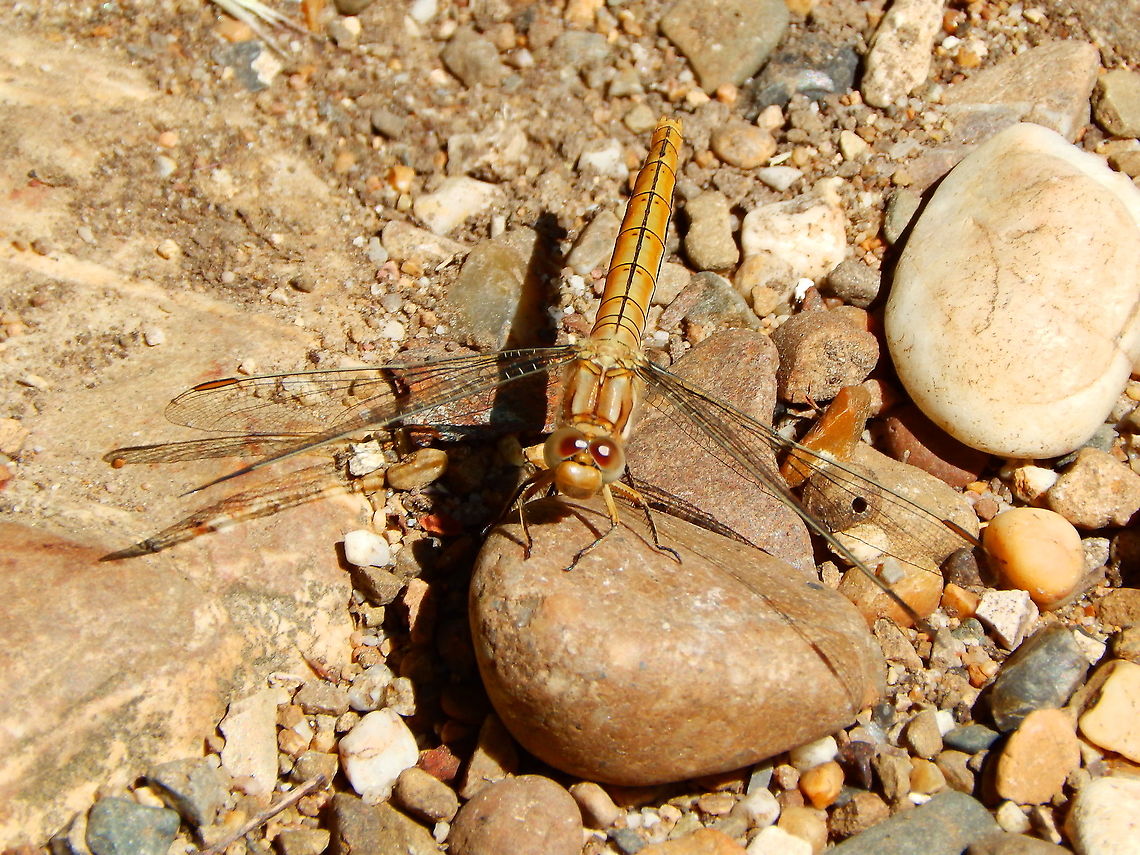 Southern Skimmer - Orthetrum brunneum ♀ Seen in a a path in St Pietersberg, Maastricht, Holland.  Geotagged,Netherlands,Orthetrum brunneum,Southern Skimmer,Spring