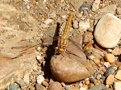 Southern Skimmer - Orthetrum brunneum ♀ Seen in a a path in St Pietersberg, Maastricht, Holland.  Geotagged,Netherlands,Orthetrum brunneum,Southern Skimmer,Spring