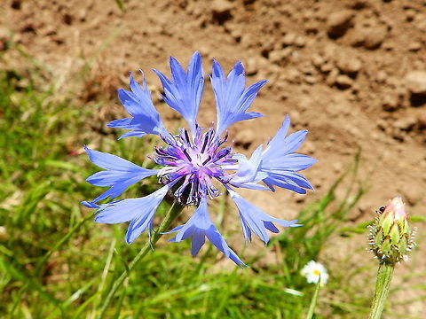 Cornflower - Centaurea cyanus Seen in grassfields in St Pietersberg, Maastricht, Holland.  Bachelors button,Centaurea cyanus,Geotagged,Netherlands,Spring