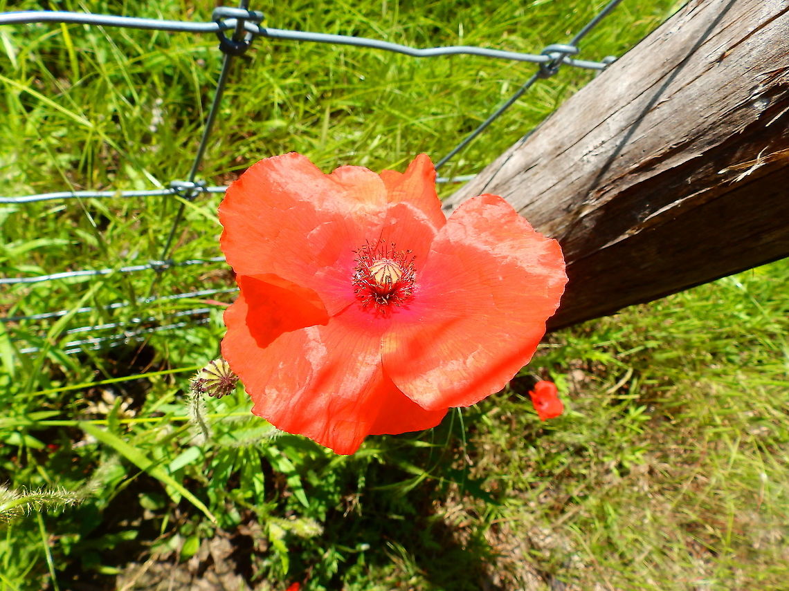 Common Poppy - Papaver rhoeas Seen in grassfields in St Pietersberg, Maastricht, Holland.  Common Poppy,Geotagged,Netherlands,Papaver rhoeas,Spring