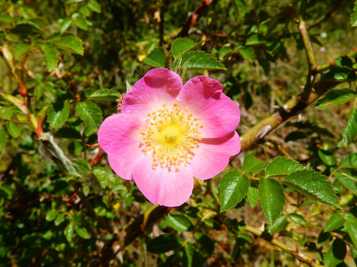 Dog Rose - Rosa canina Seen in grassfields in St Pietersberg, Maastricht, Holland.  Dog Rose,Geotagged,Netherlands,Rosa canina,Spring