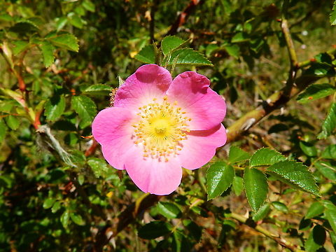 Dog Rose - Rosa canina Seen in grassfields in St Pietersberg, Maastricht, Holland.  Dog Rose,Geotagged,Netherlands,Rosa canina,Spring
