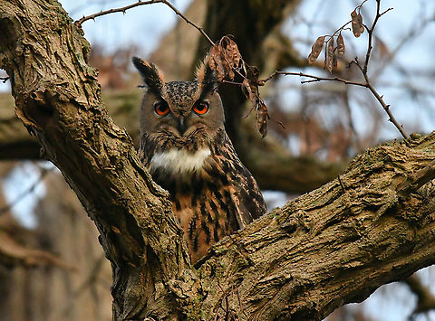 Eurasian eagle-owl - Bubo bubo In January 2021 we had the good luck to be visited often in the trees near our house by this beautiful owl. Unfortunately after a moth or two he stopped showing up. At first we thought that he had moved on to a different area since they are very scarce in belgium and he seemed to be calling for a mate. Unfortunately a neighbor found out he had been found dead, poissoned probably when eating rats that ahd been eating poisson themselves. This is very unfortunate and makes me sad everyt ime I think about it. At least my husban was able to catch these beautiful shot to keep up his memory. Belgium,Bubo bubo,Eurasian eagle-owl,Geotagged,Winter