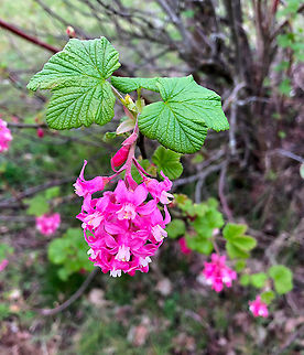 Red-flowering currant - Ribes sanguineum Seen in March, 2020 in Korbeek Dijle, Belgium. Bushes next to the river De Dijle. Belgium,Geotagged,Red-flowering currant,Ribes sanguineum,Spring
