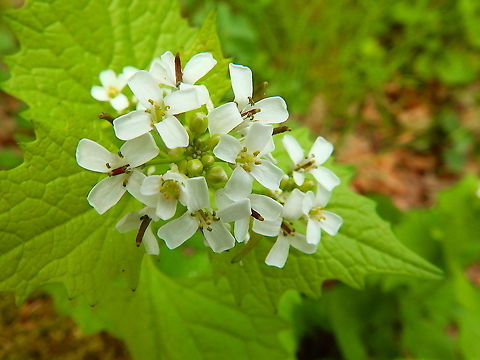 Garlic mustard_ Alliaria petiolata Seen in April 2020 in Grootbroek, an area of lakes near our twon, in Belgium. Alliaria petiolata,Belgium,Garlic mustard,Geotagged,Spring