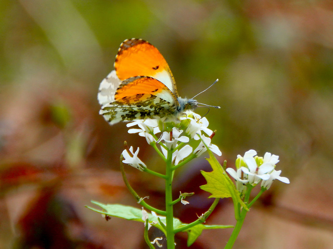 Orange Tip - Anthocharis cardamines Seen in April 2020 in Grootbroek, an area of lakes near our twon, in Belgium. Tthese are remarkably fluttery in difficult to photograph so I was happy enough to get this picture :-) Anthocharis cardamines,Belgium,Geotagged,Orange tip,Spring