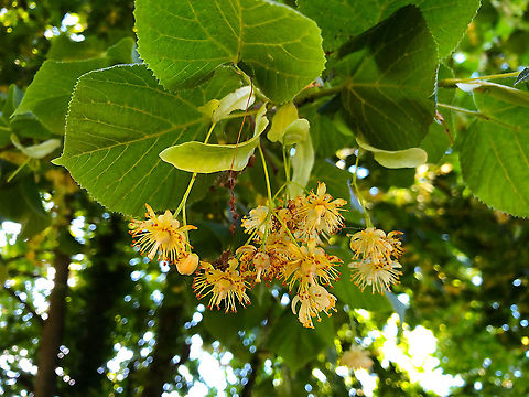 Large-leaved linden - Tilia platyphyllos Tree located next to one of Zoete Water lakes, close to oru town in Belgium. Pic taken in June 2020. Belgium,Geotagged,Spring,Tilia platyphyllos