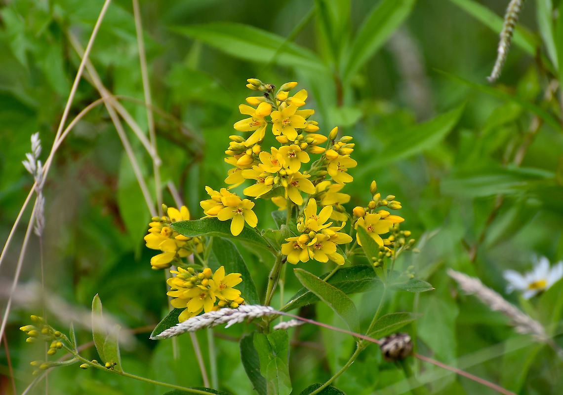 Yellow Loosestrife - Lysimachia vulgaris Seen in June 2020 in Silsombos, Belgium. Belgium,Geotagged,Lysimachia vulgaris,Summer,Yellow Loosestrife