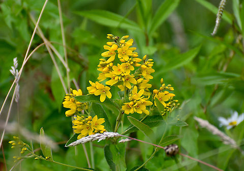 Yellow Loosestrife - Lysimachia vulgaris Seen in June 2020 in Silsombos, Belgium. Belgium,Geotagged,Lysimachia vulgaris,Summer,Yellow Loosestrife
